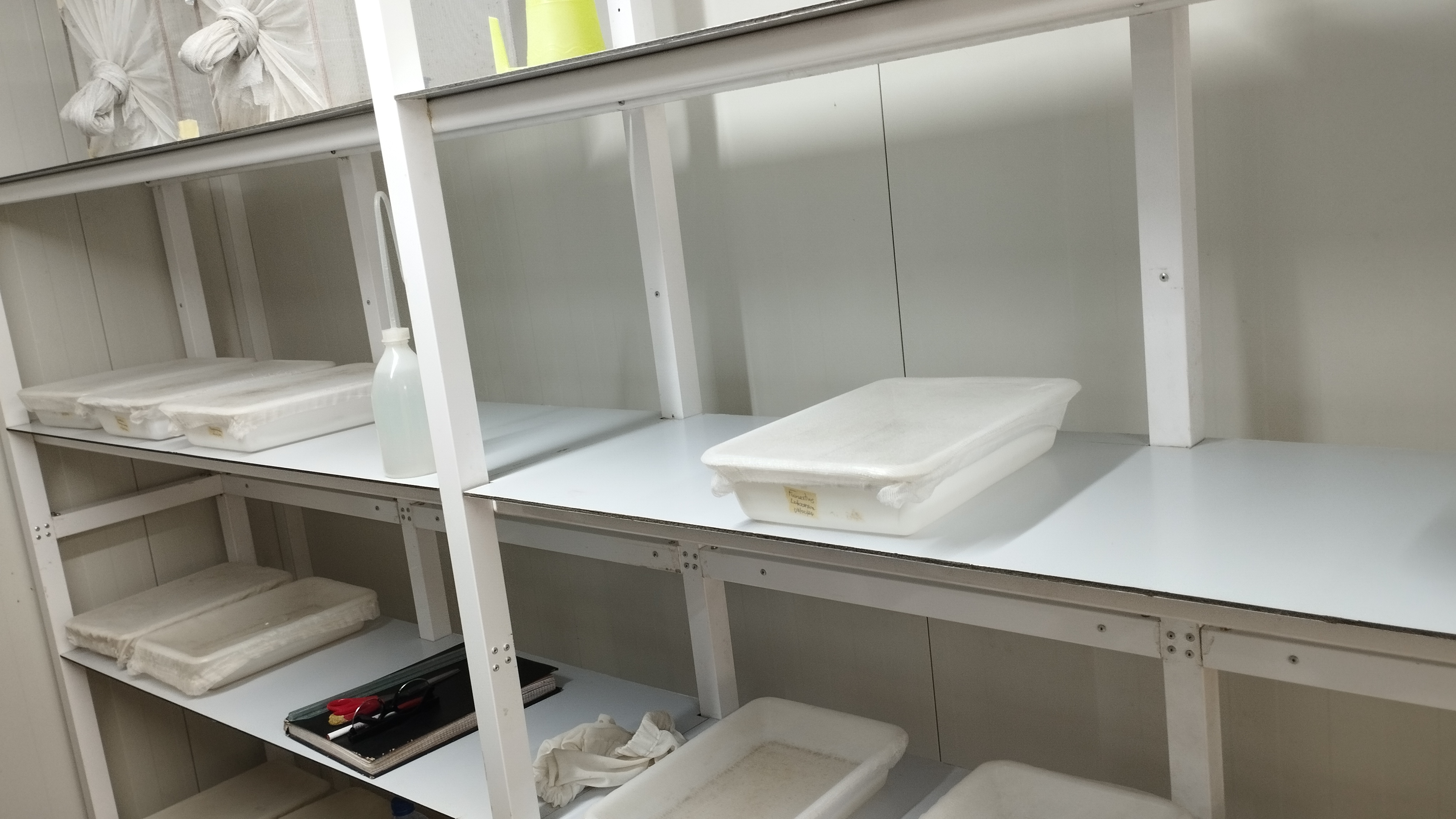 Insectarium Larvae part