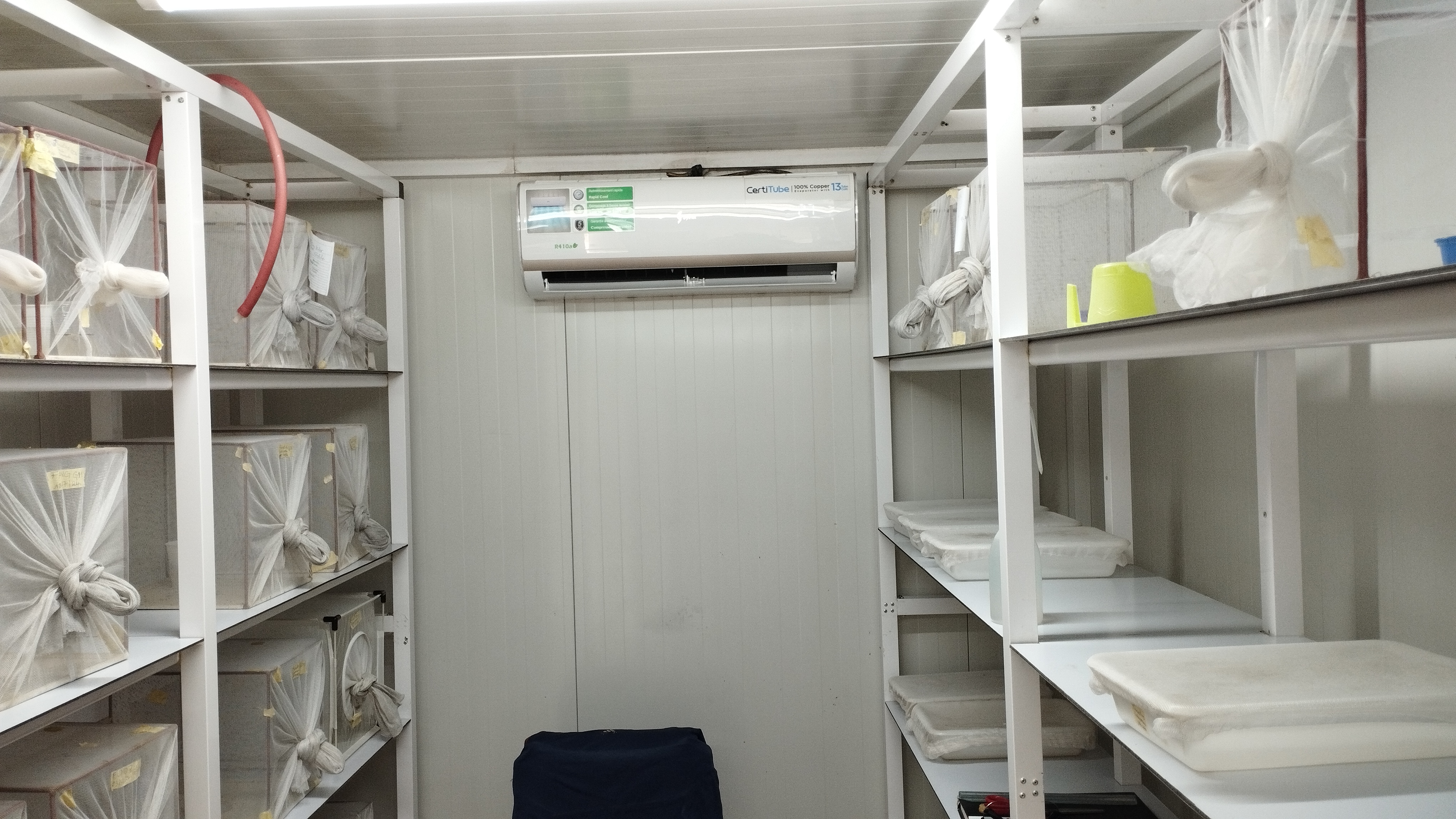 Insectarium Alives mosquito